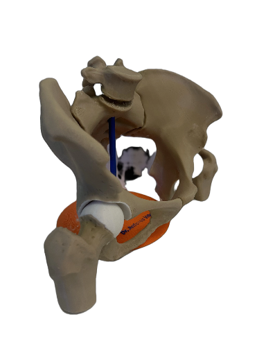 Modello anatomico del bacino umano