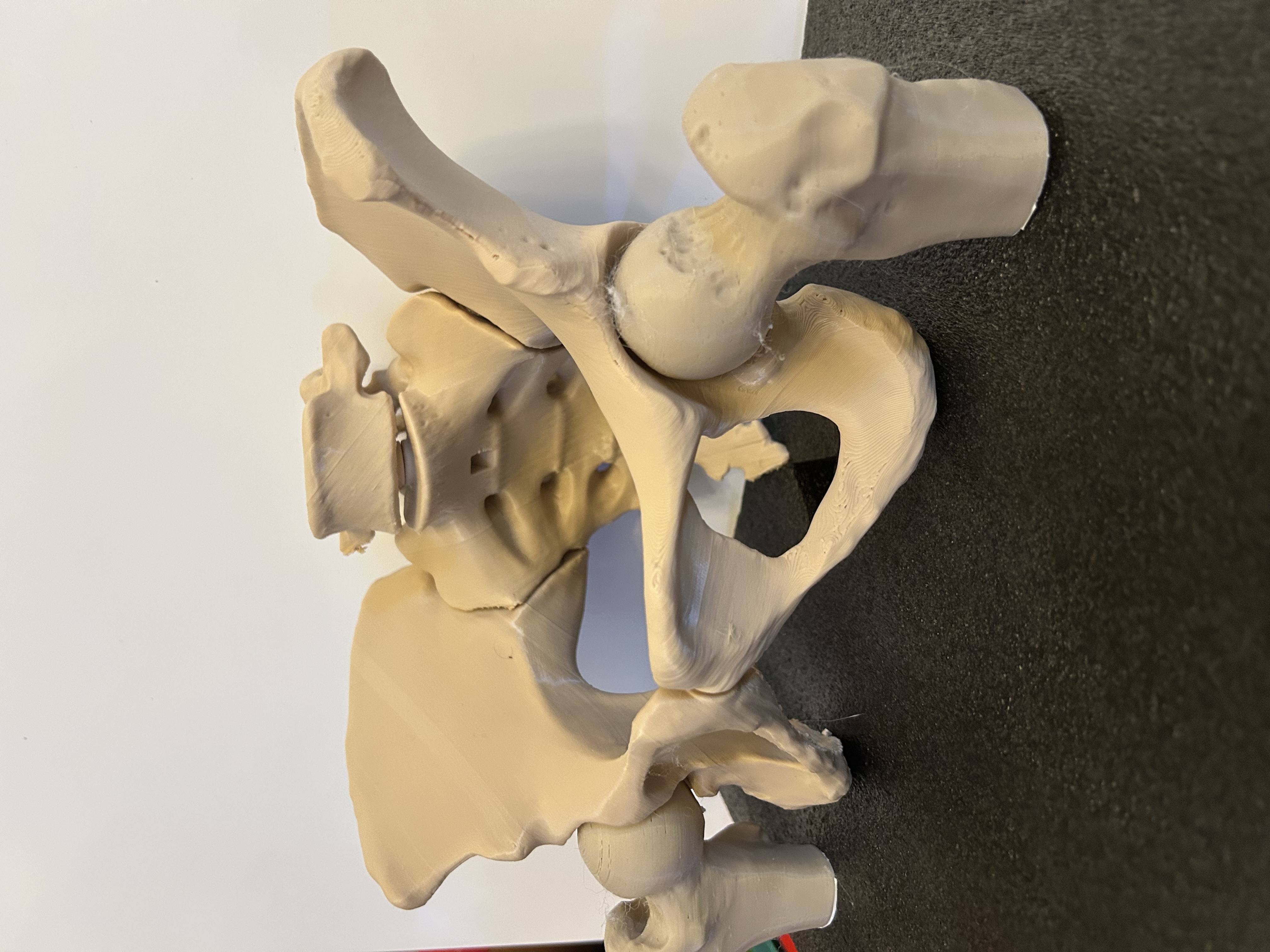 Human Pelvis Anatomical Model