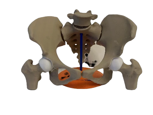 Modello anatomico del bacino umano