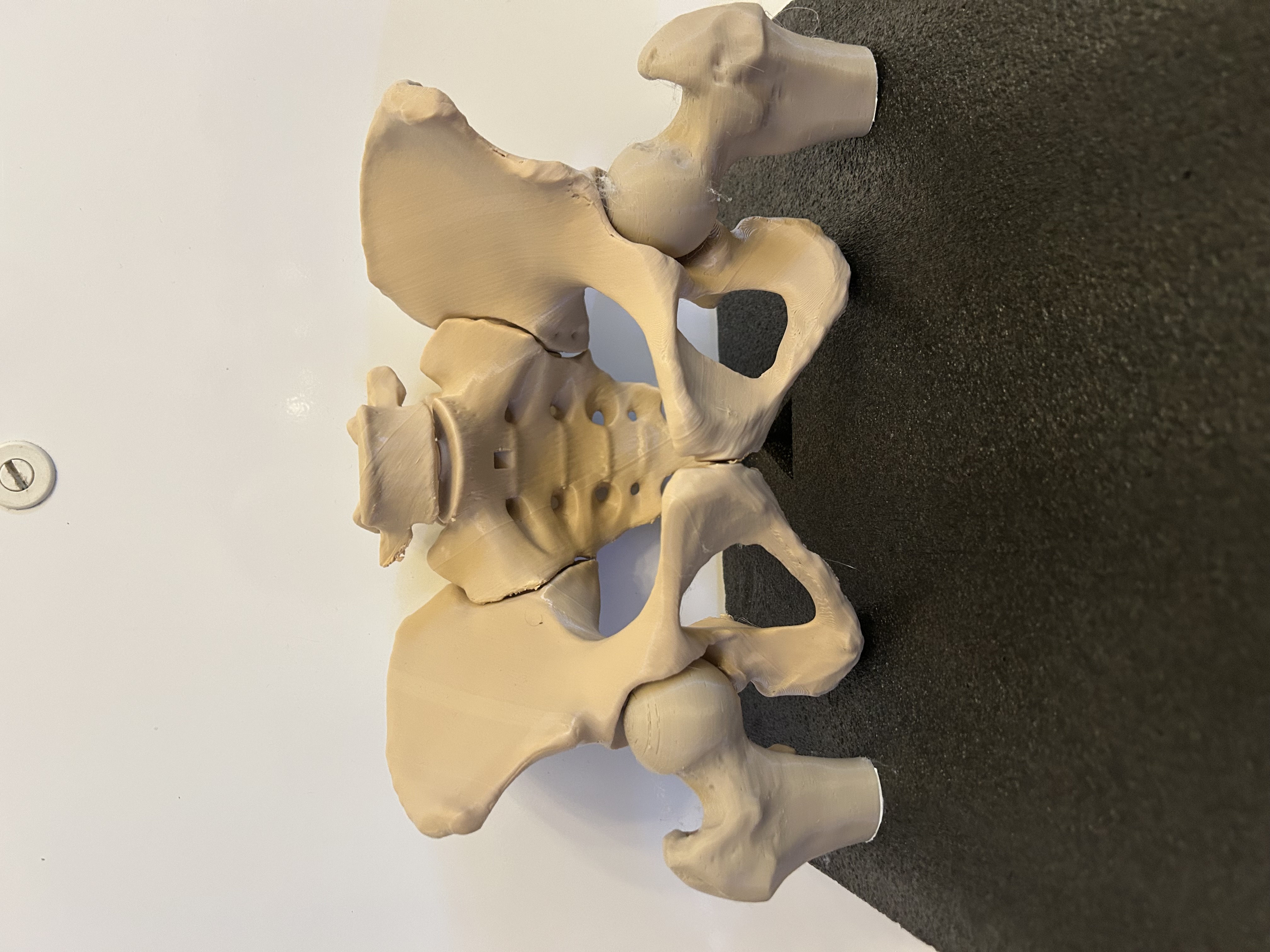 Human Pelvis Anatomical Model