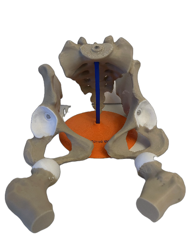 Modello anatomico del bacino umano