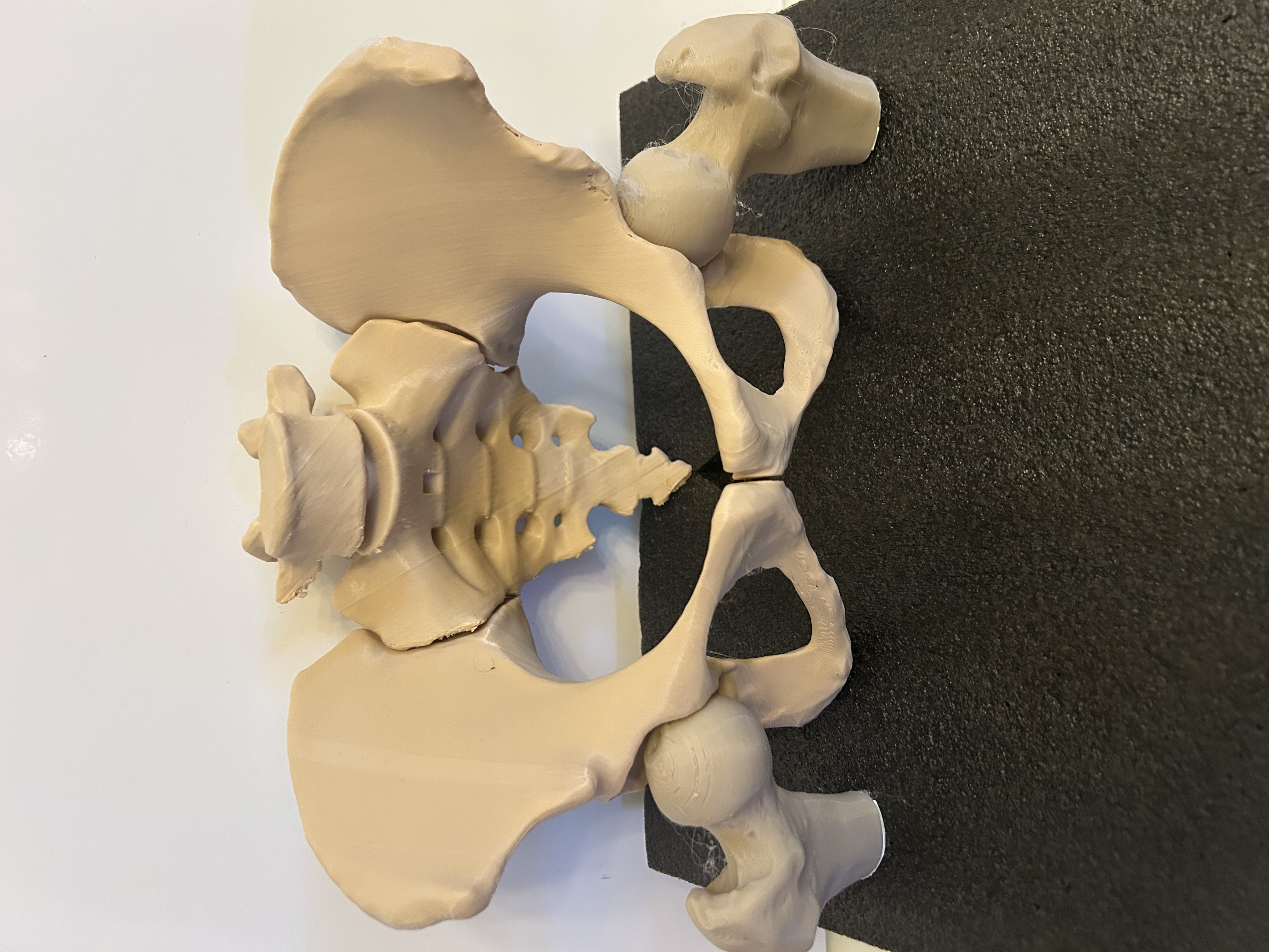 Human Pelvis Anatomical Model