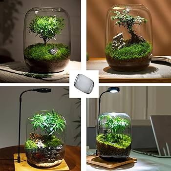Glass Plant Terrarium with LED Light Plants Containers Office Home Ornamental Plant