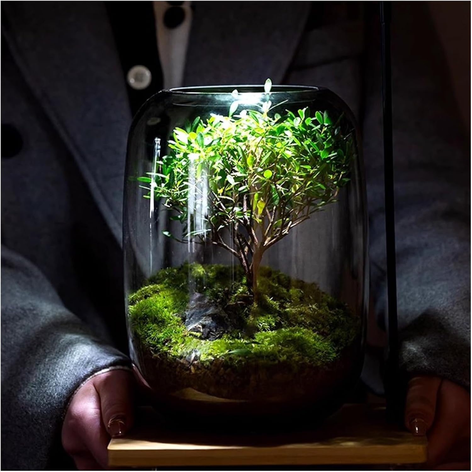 Glass Plant Terrarium with LED Light Plants Containers Office Home Ornamental Plant