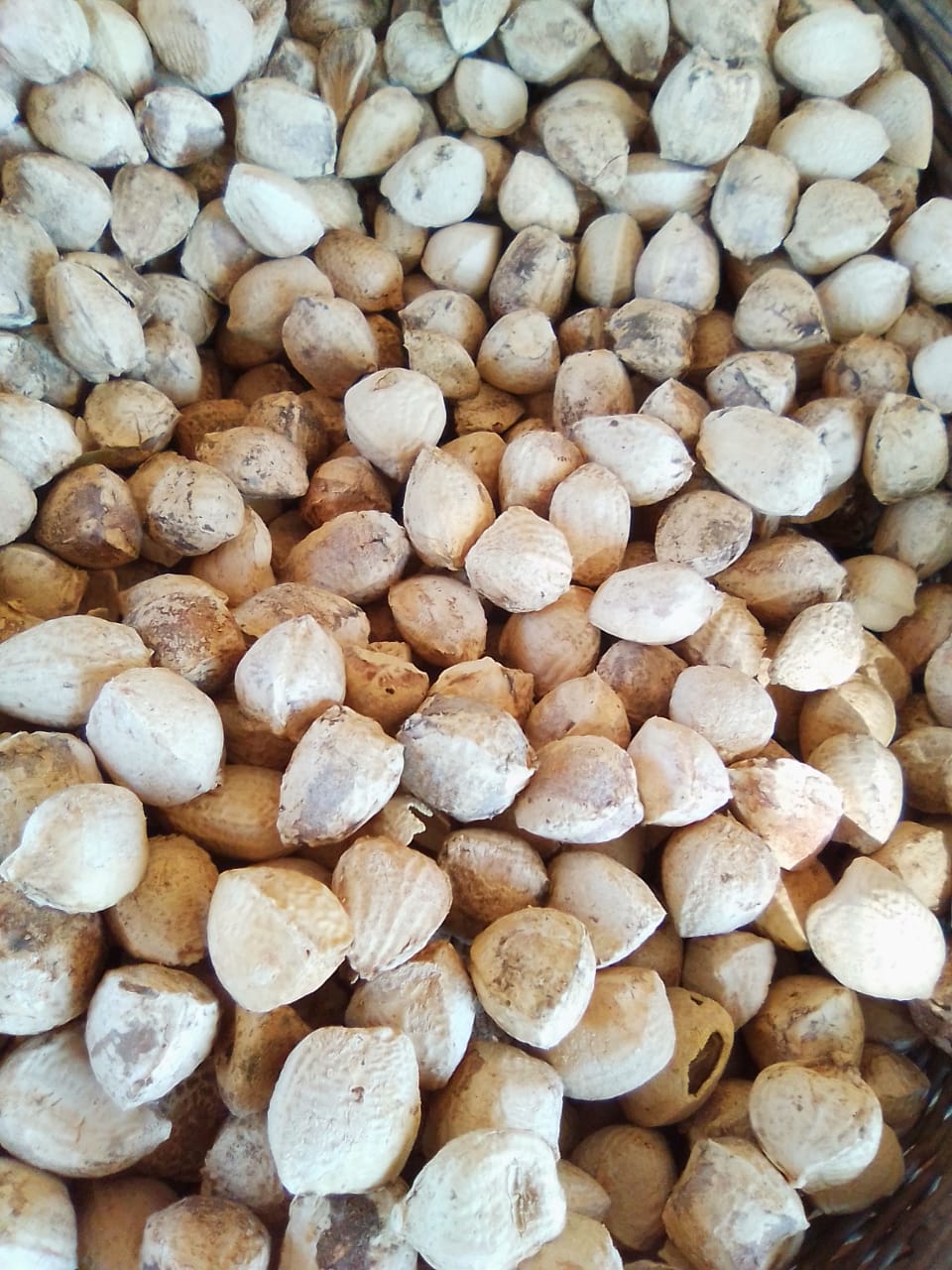 Moringa Palm Seeds