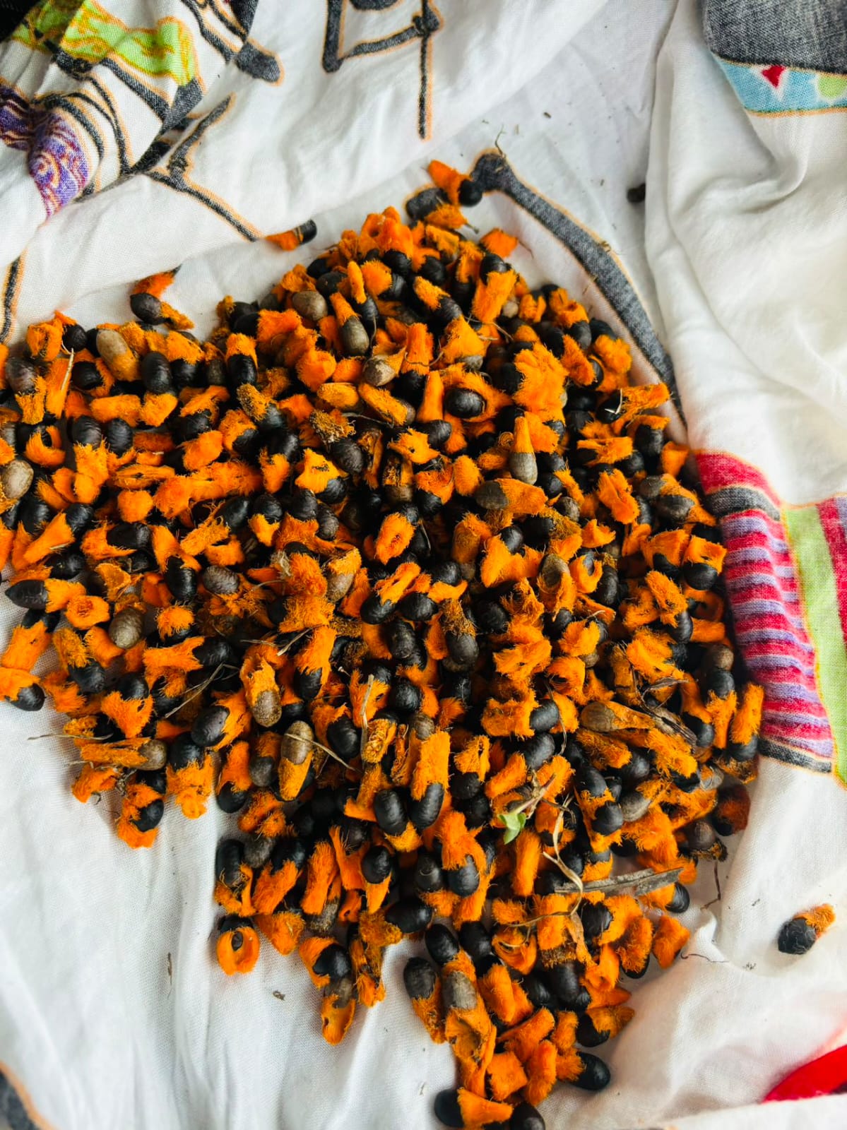 Birds of Paradise seeds