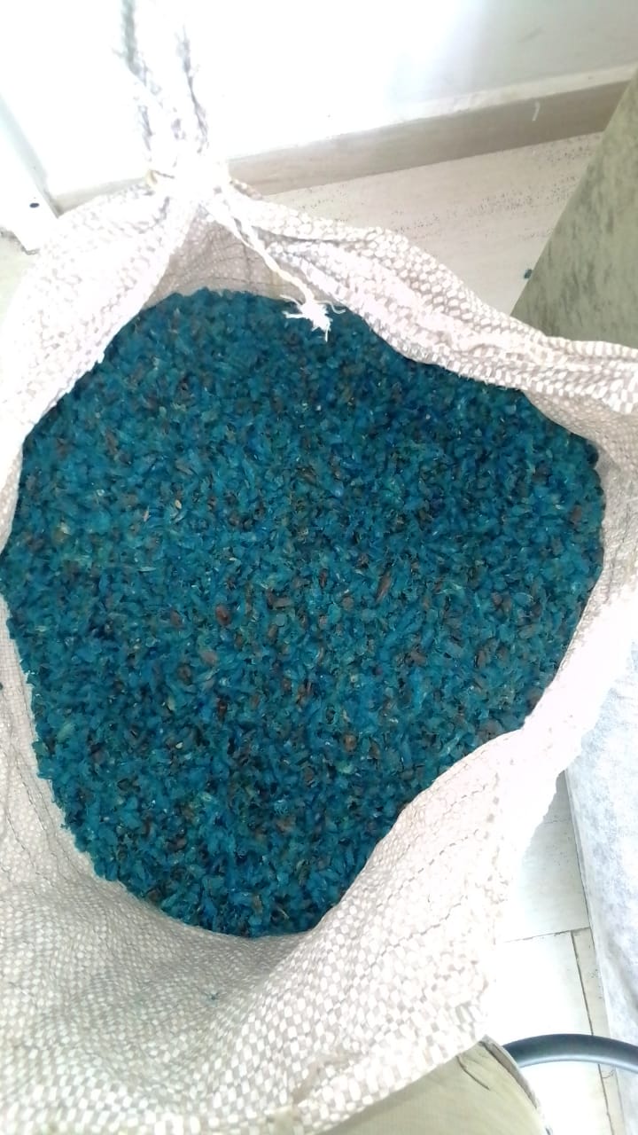 ravenala madagascariensis Palm Seeds