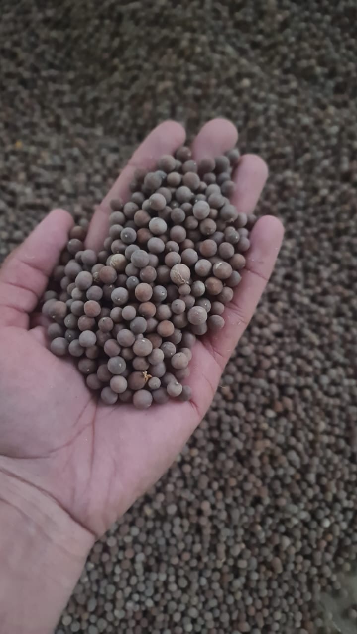 ravenea madagascariensis