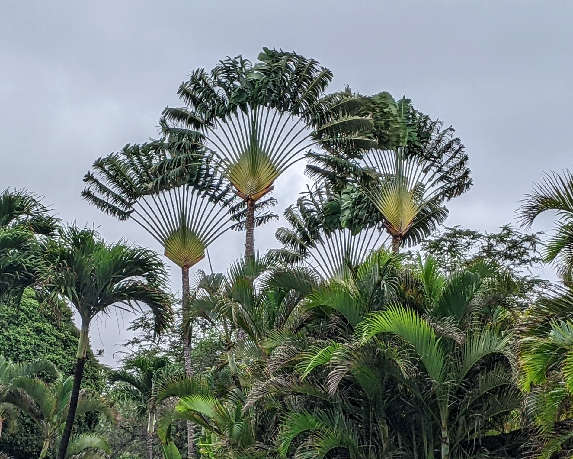 ravenala madagascariensis Palm Seeds