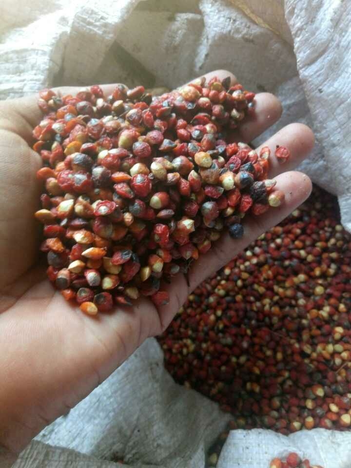 Commiphora Monstrousa Seeds