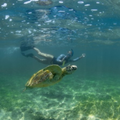 Day Snorkeling at Polhena Reef