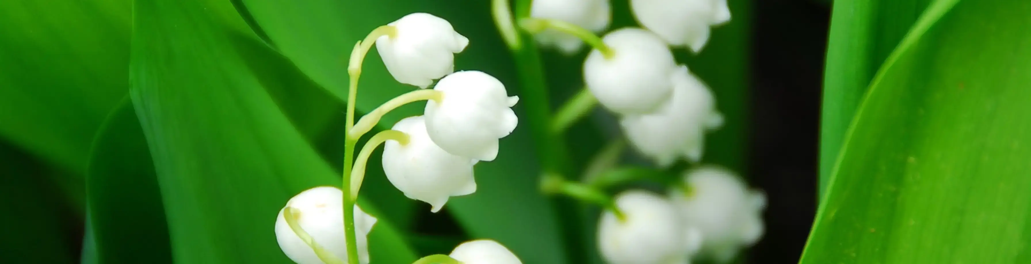 Areon Liljekonvall Duftlys