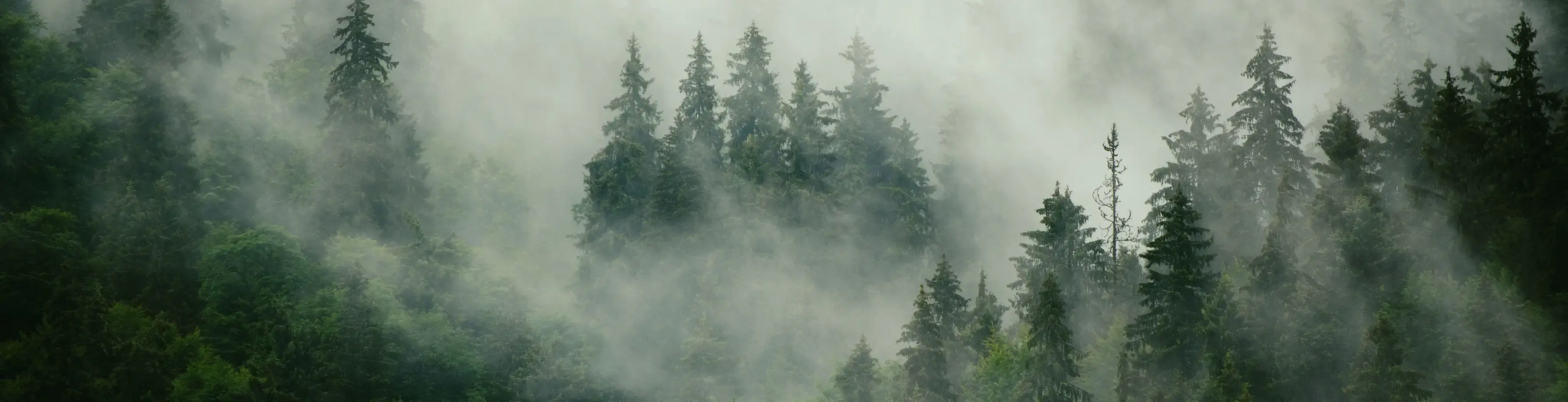 Misty Forest Sprøyt