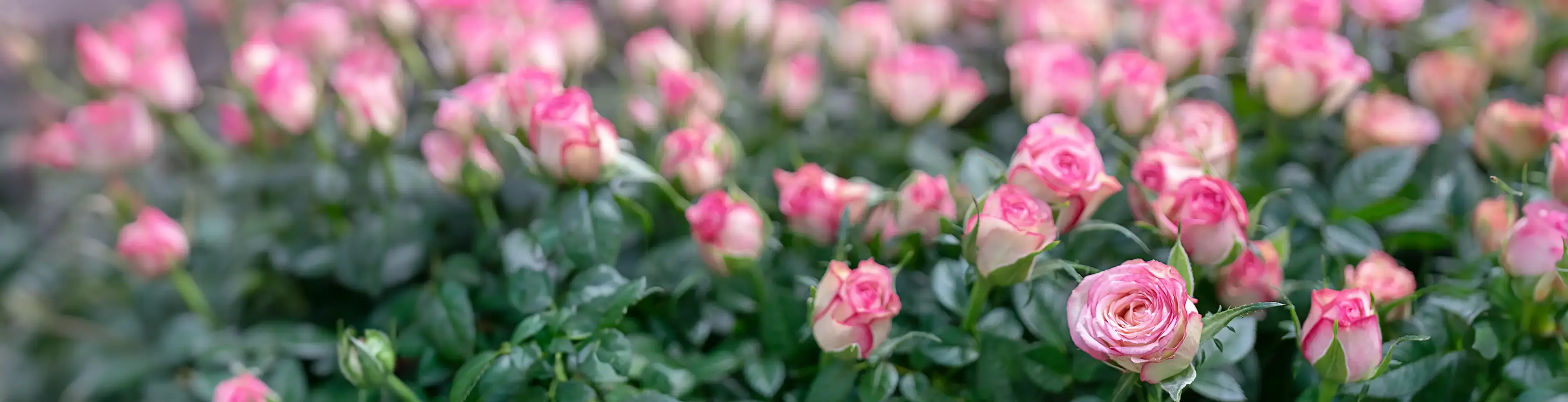 Areon Home Perfumes Reed Diffuser