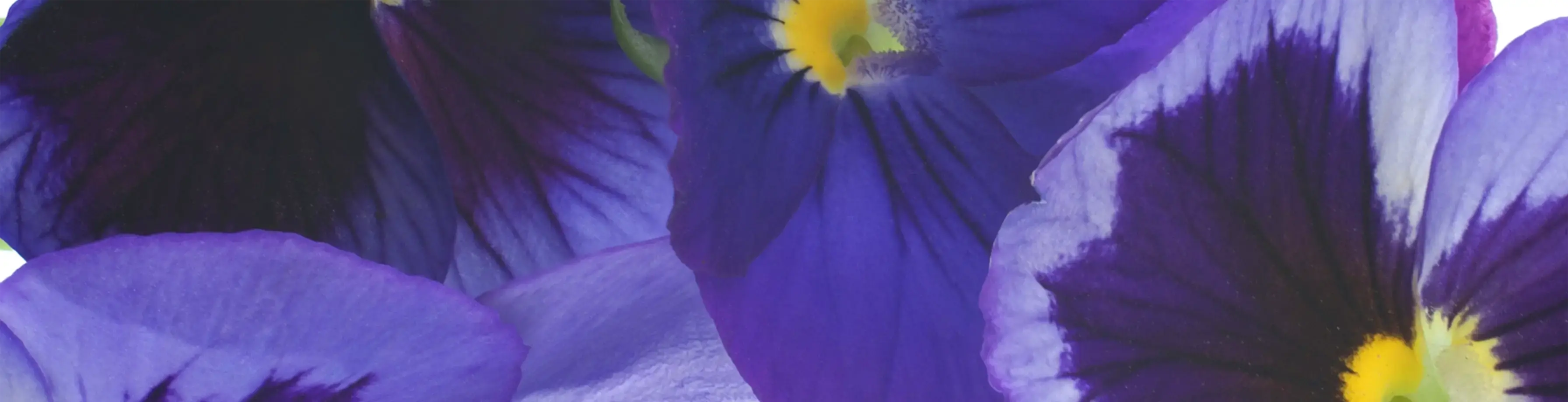 Areon Home Perfumes Violet Reed Diffuser