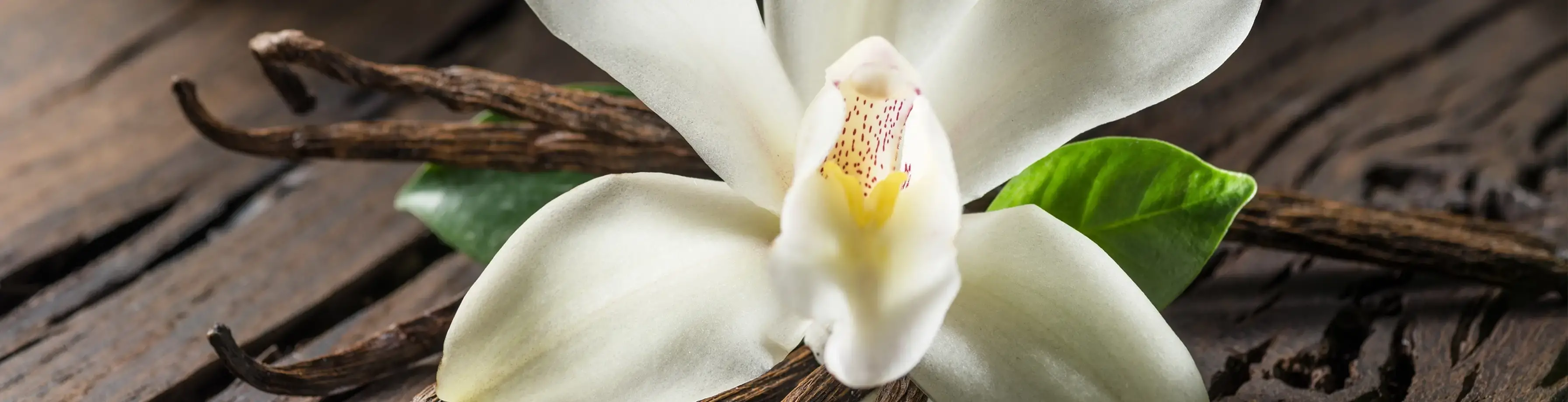 Areon Xperience (Vanilla)