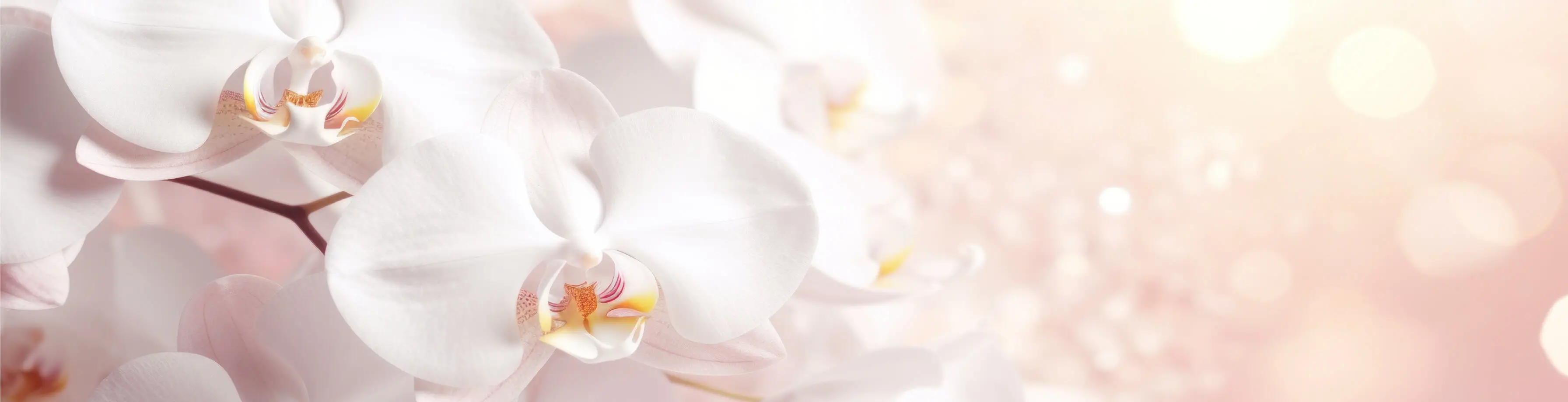 Areon hvit orkidé rørdiffuser