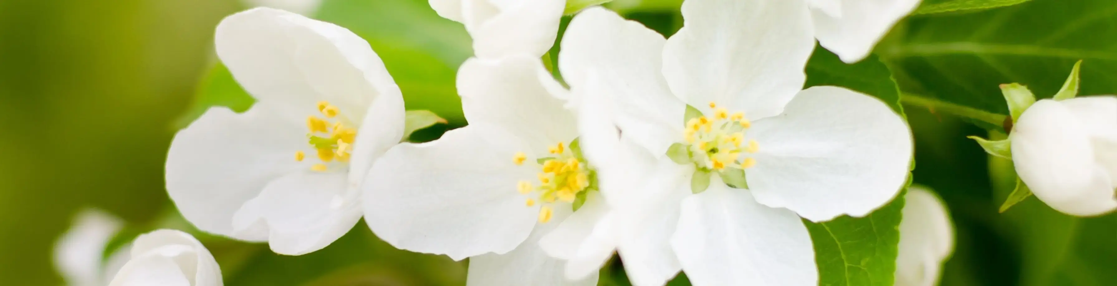 Areon Home Perfumes Jasmine Reed Diffuser