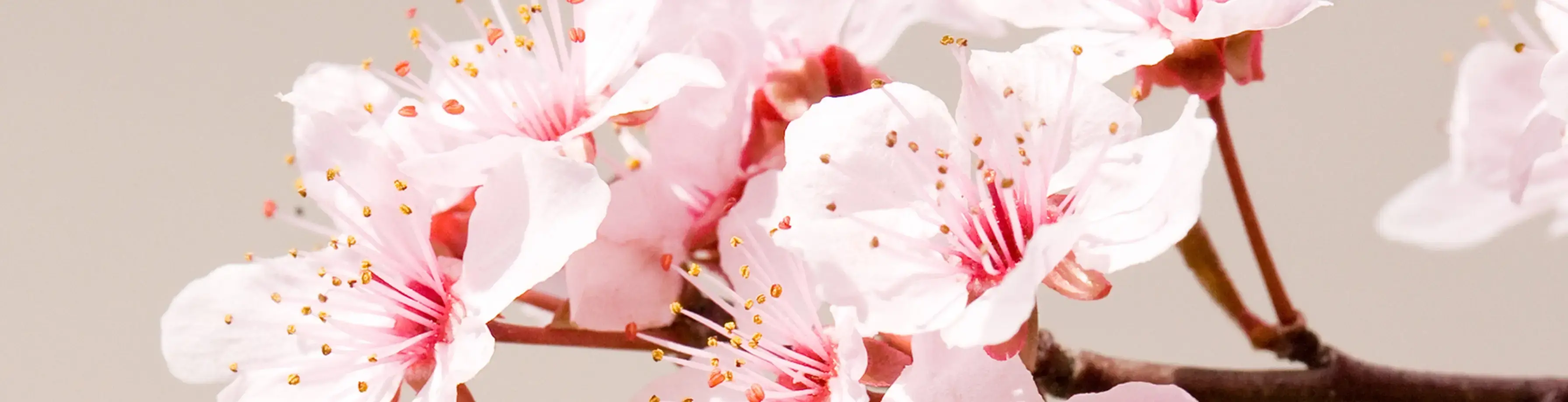 Areon X Bilparfyme (Spring Bouquet)