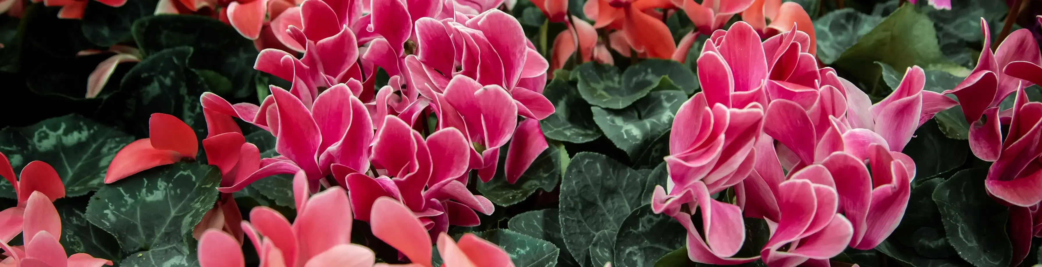 Areon Home Perfumes Spring Bouquet