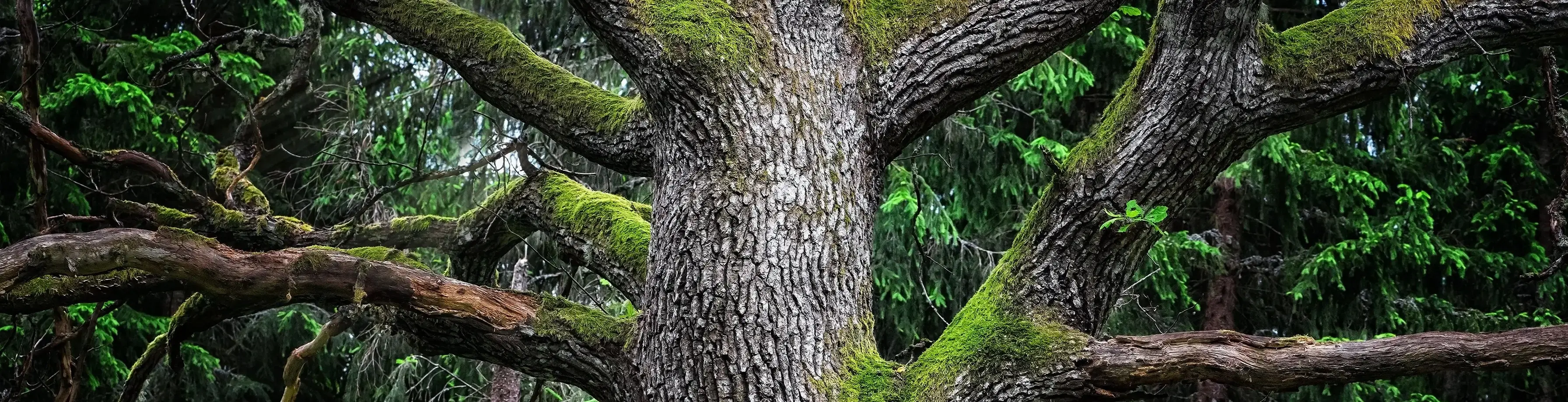 AREON Under the Mystic Tree Duftlys