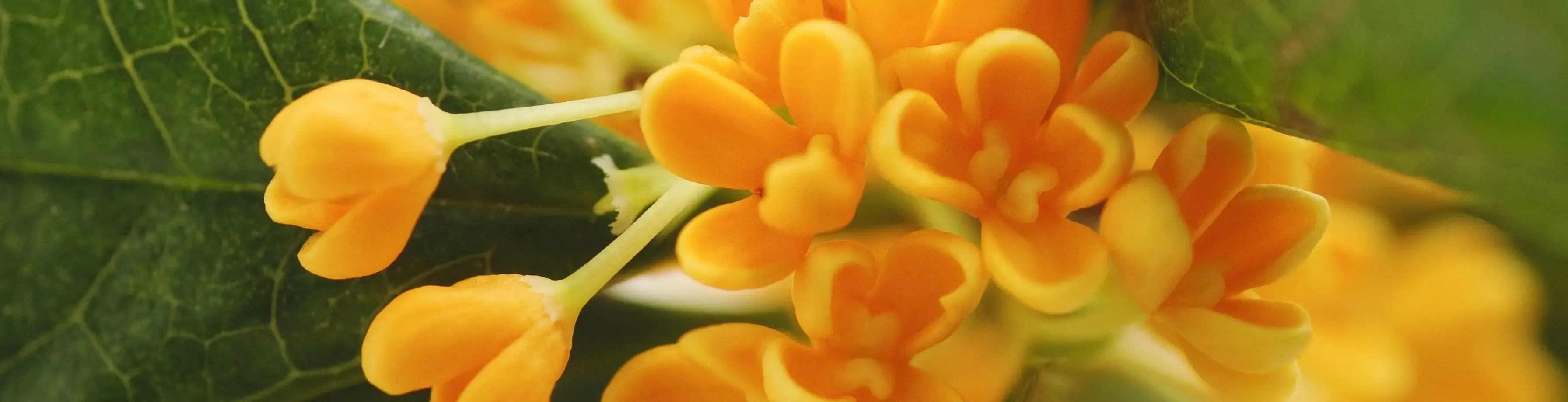 Areon Home Perfumes Reed Diffuser