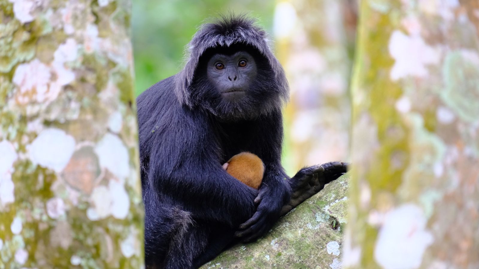 Tetebatu Monkey Forest 