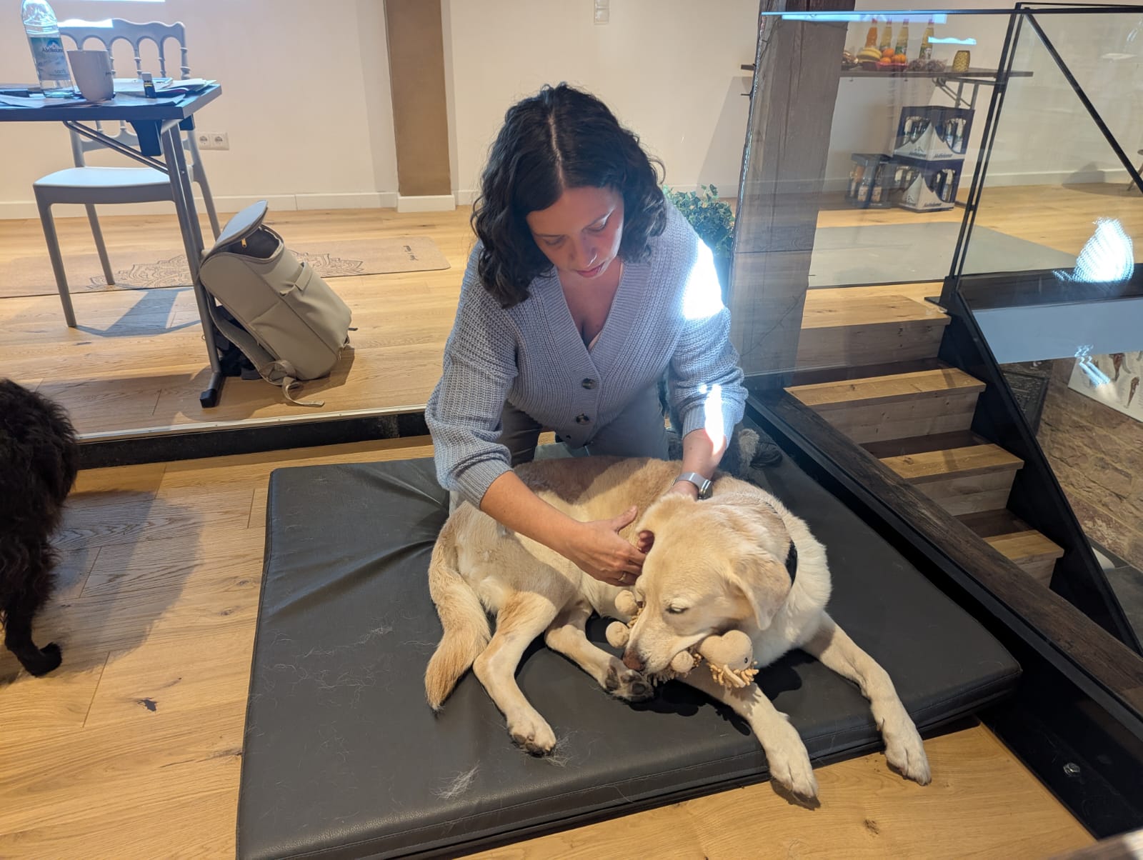 Physiotherapie für Hunde (Ersttermin)