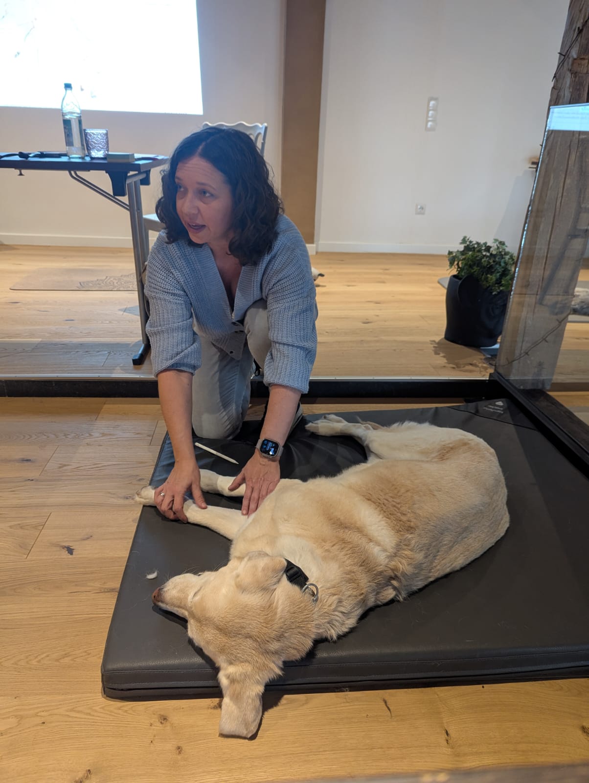 Basisseminar: Integrative Shiatsu-Therapie für Hunde nach Svenja Stoll™