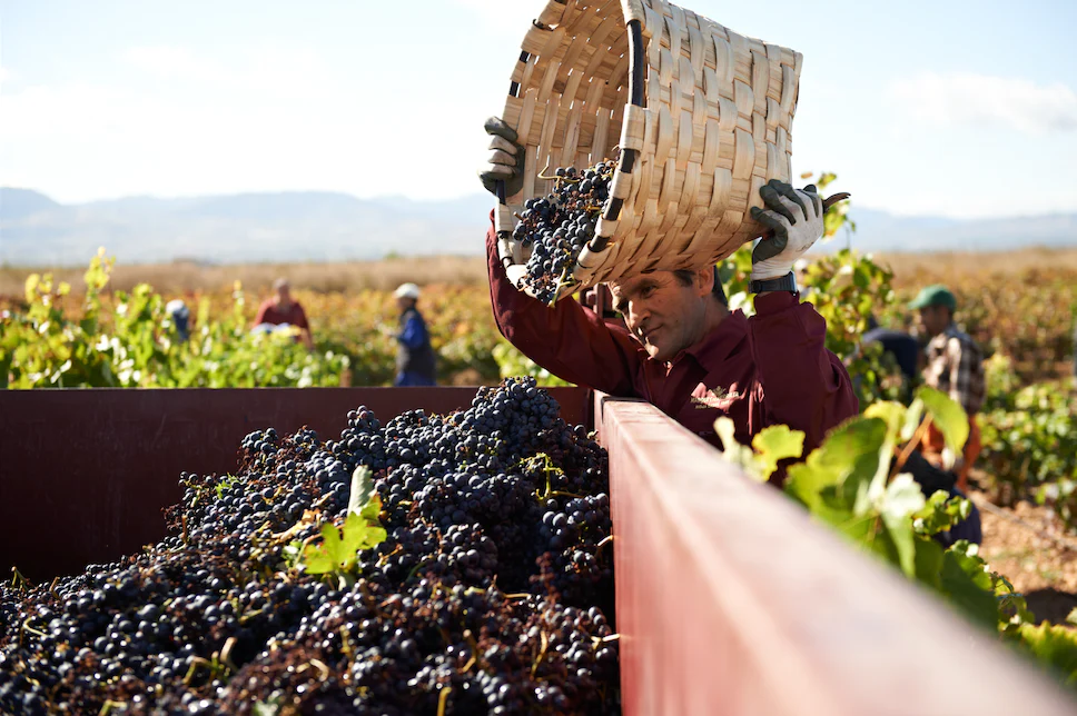Terra de Vinhos Raros