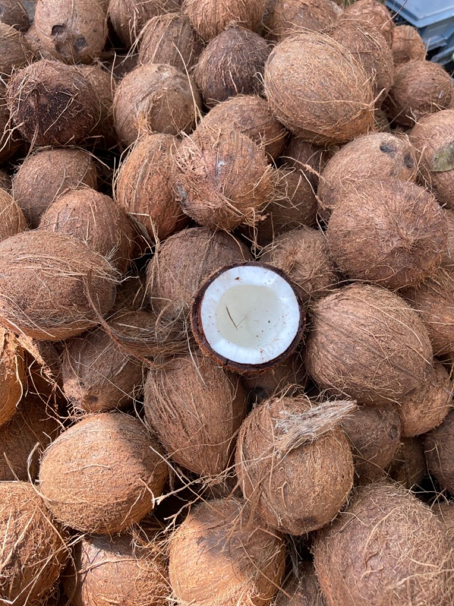 MATURE COCONUT