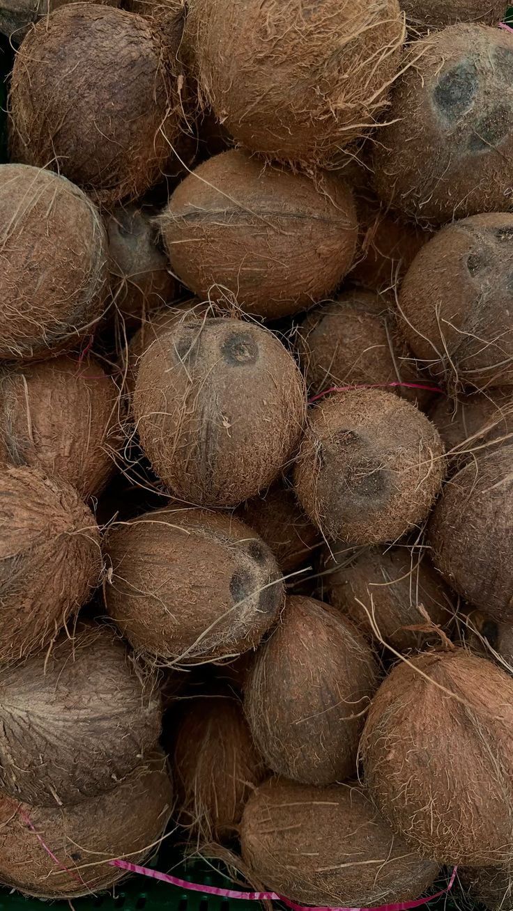 MATURE COCONUT