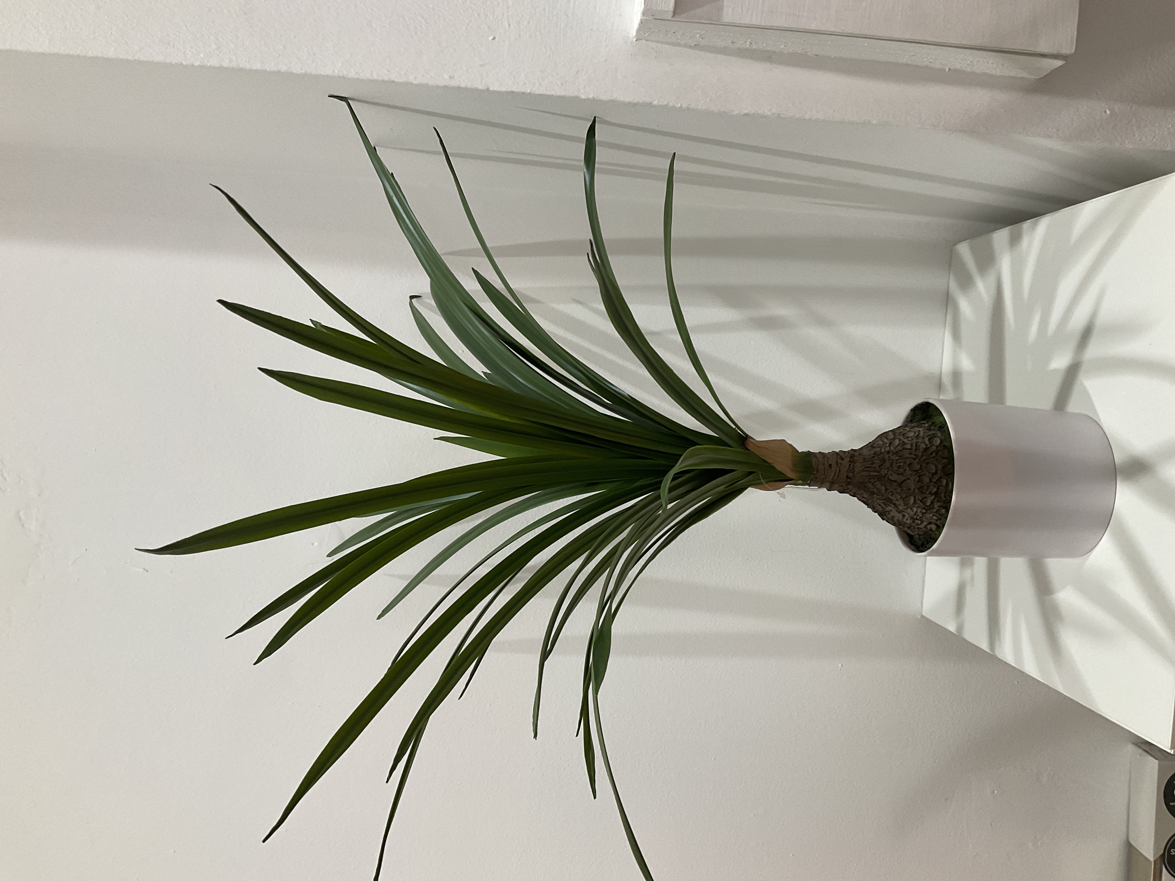 Planta Yuca en Maceta