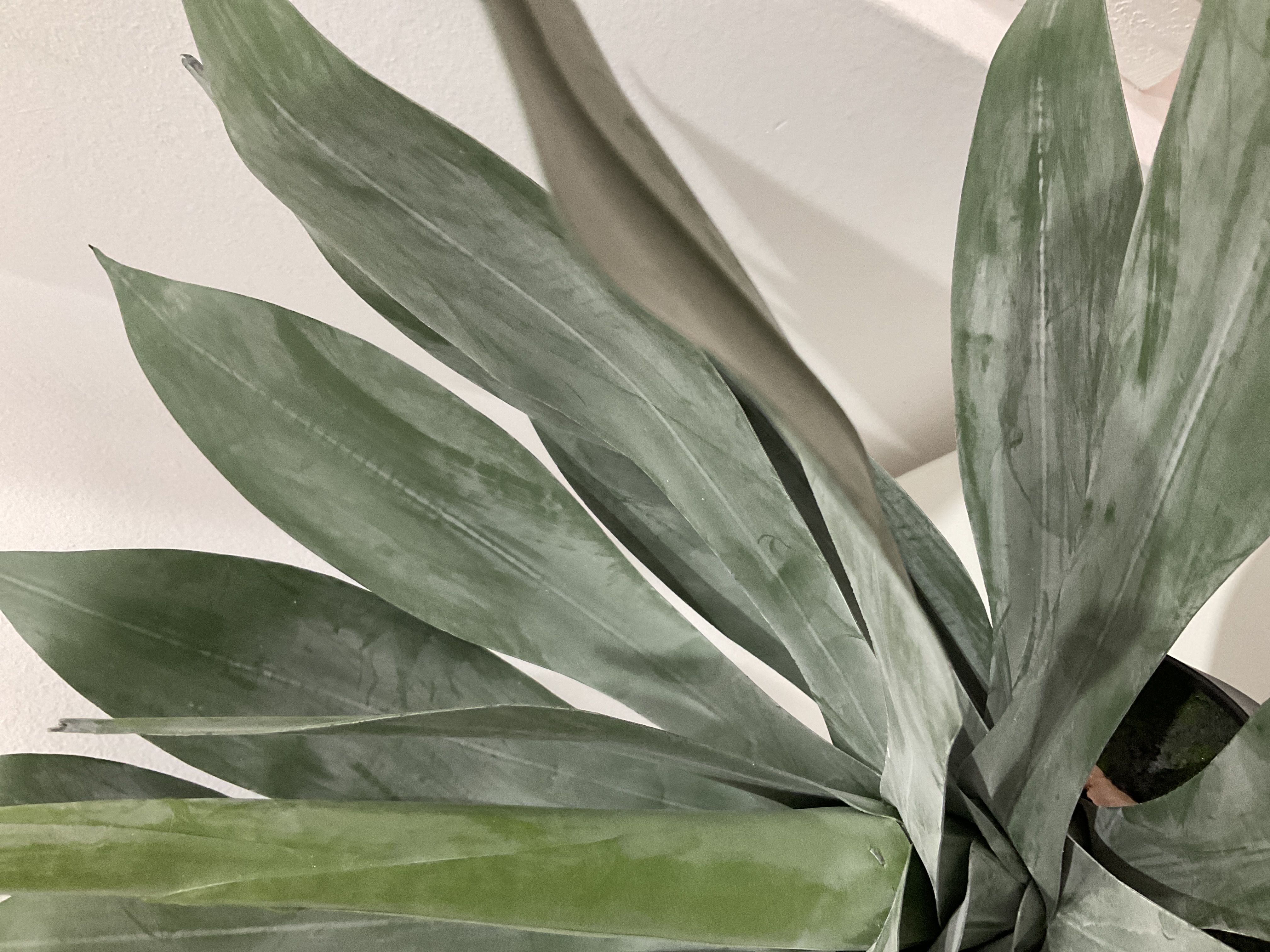 Planta decorativa de agave