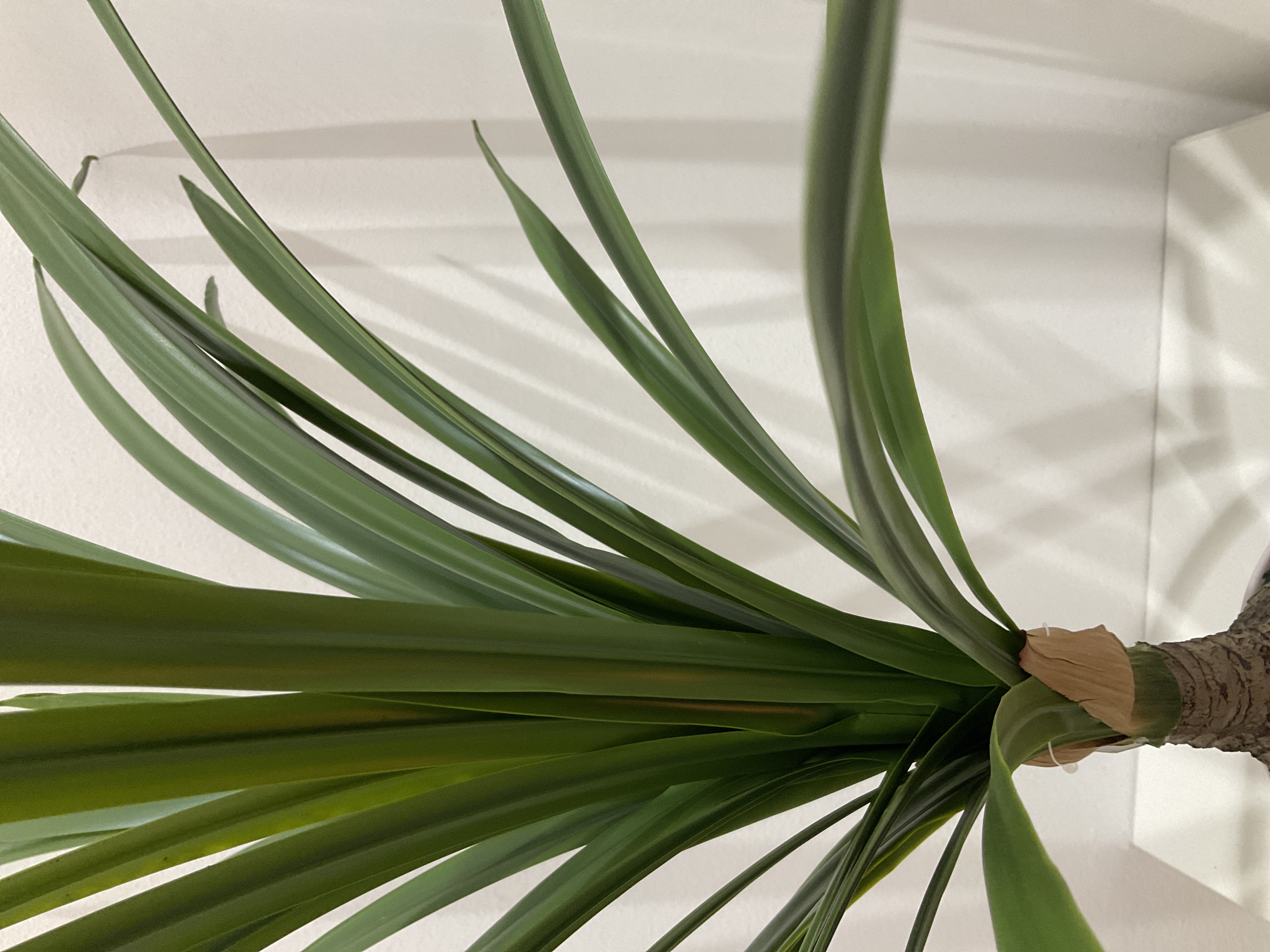 Planta Yuca en Maceta