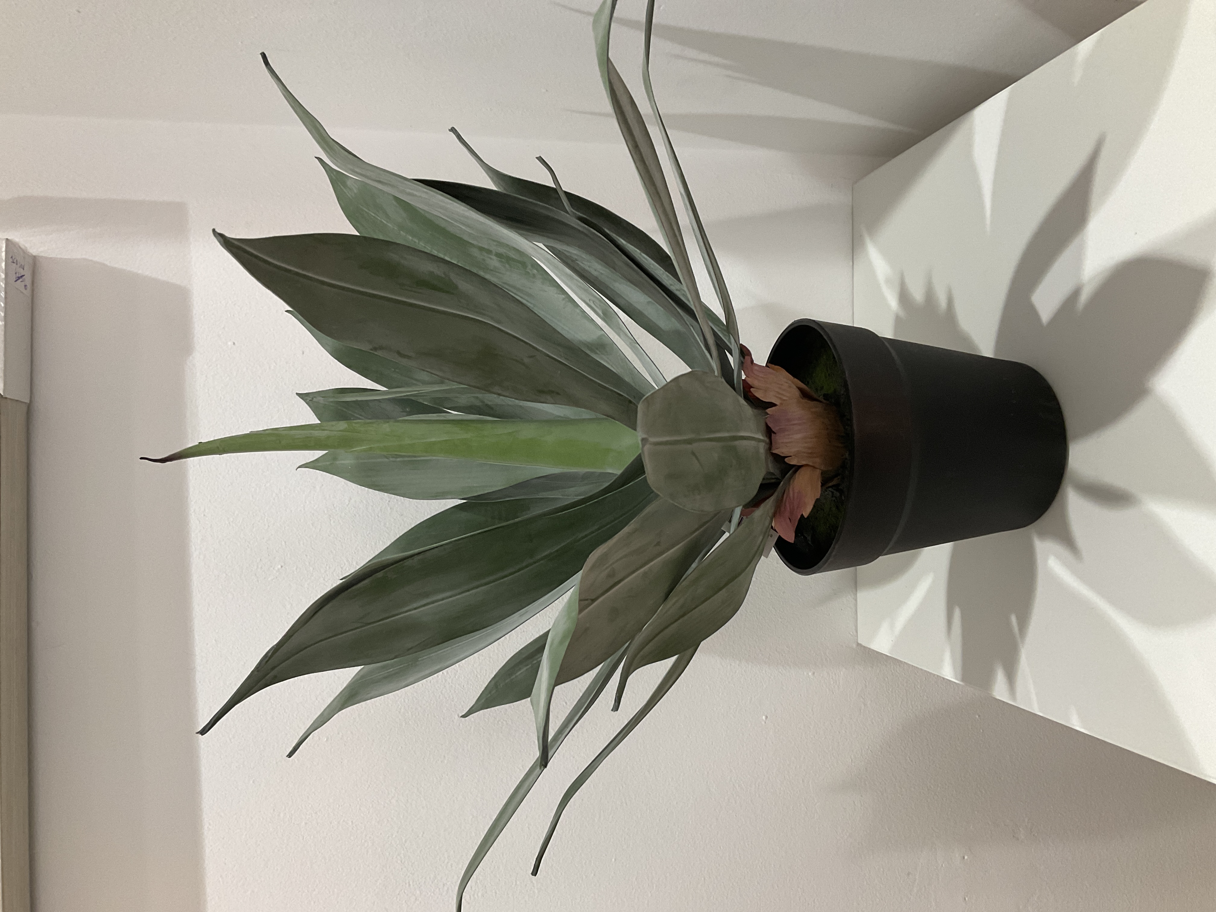 Planta decorativa de agave