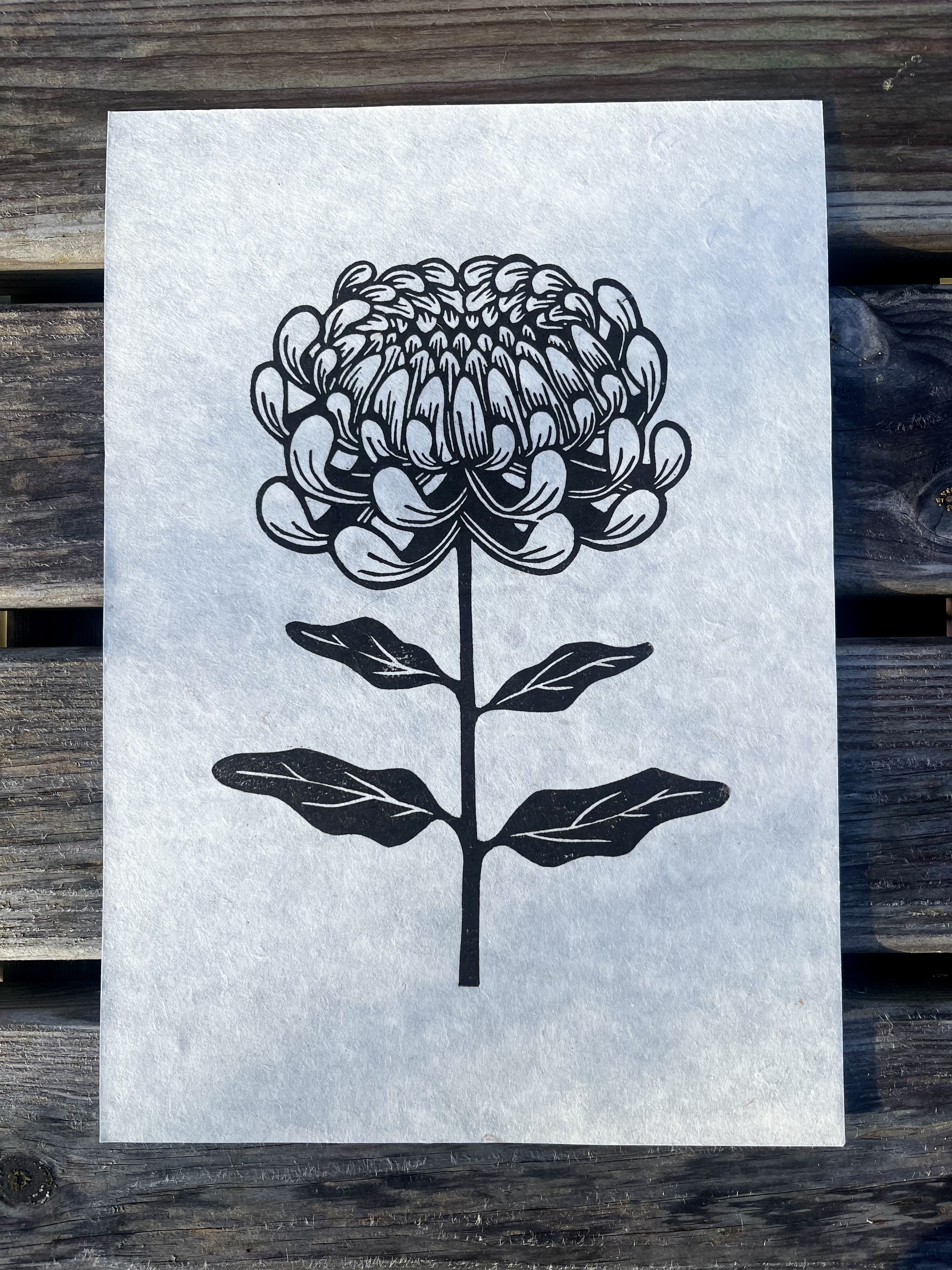 Chrysanthemum - A4