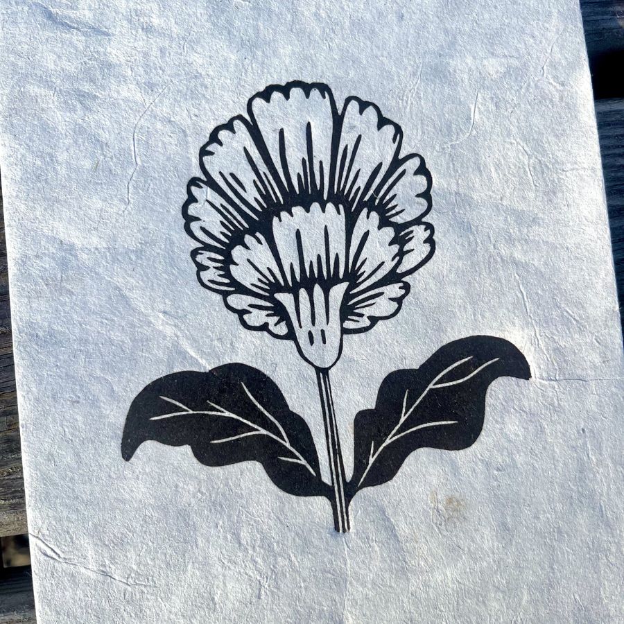 Carnation - A5