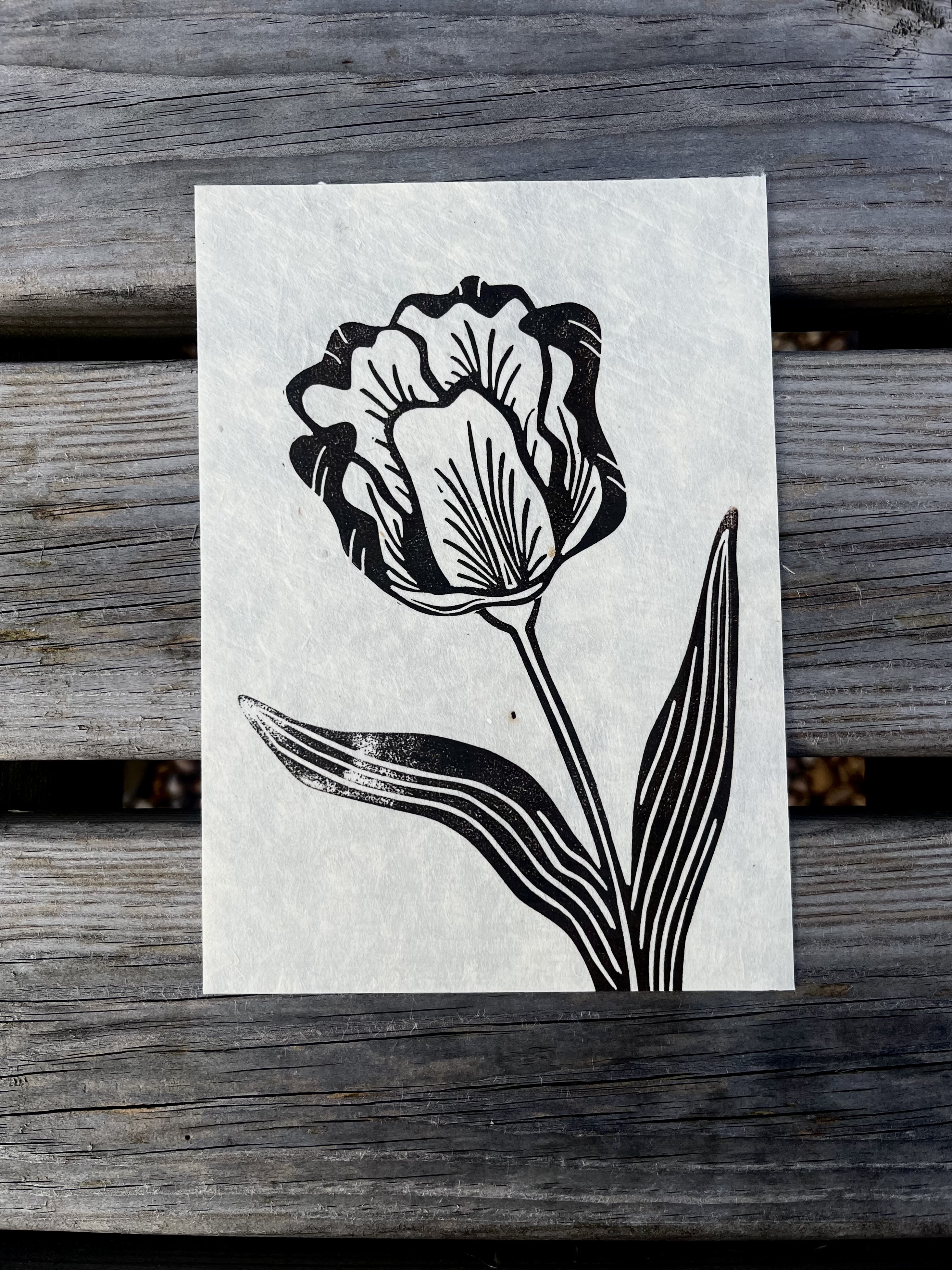Tulip - 5"x7"