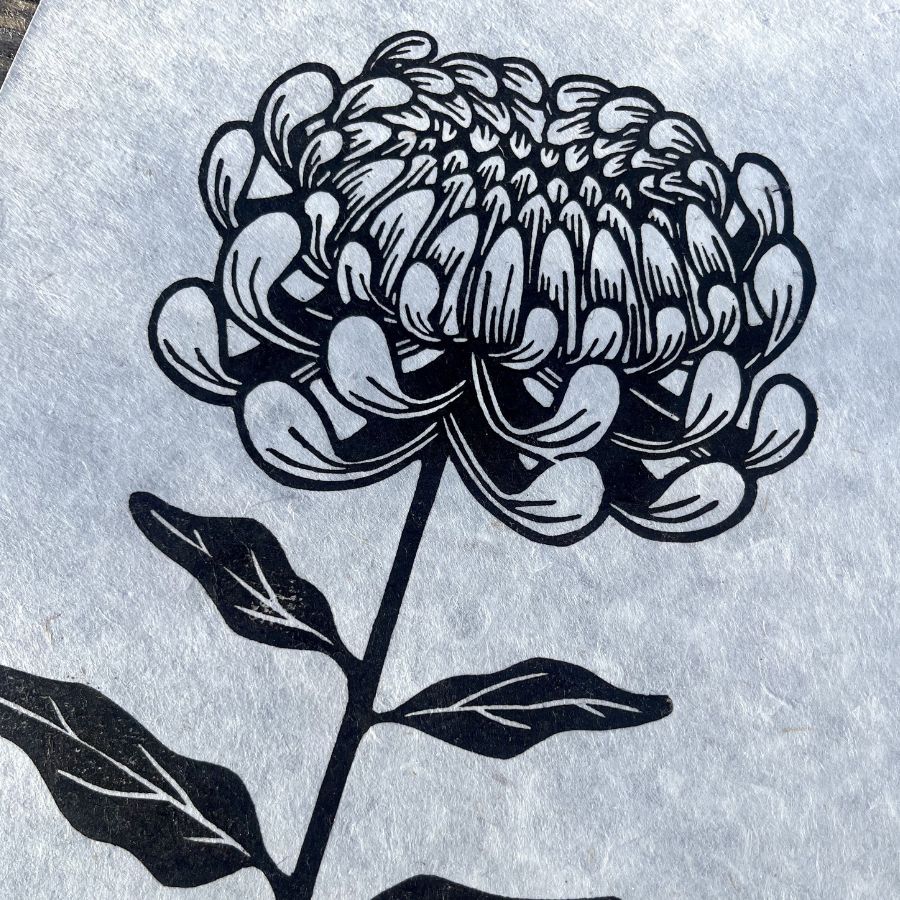 Chrysanthemum - A4