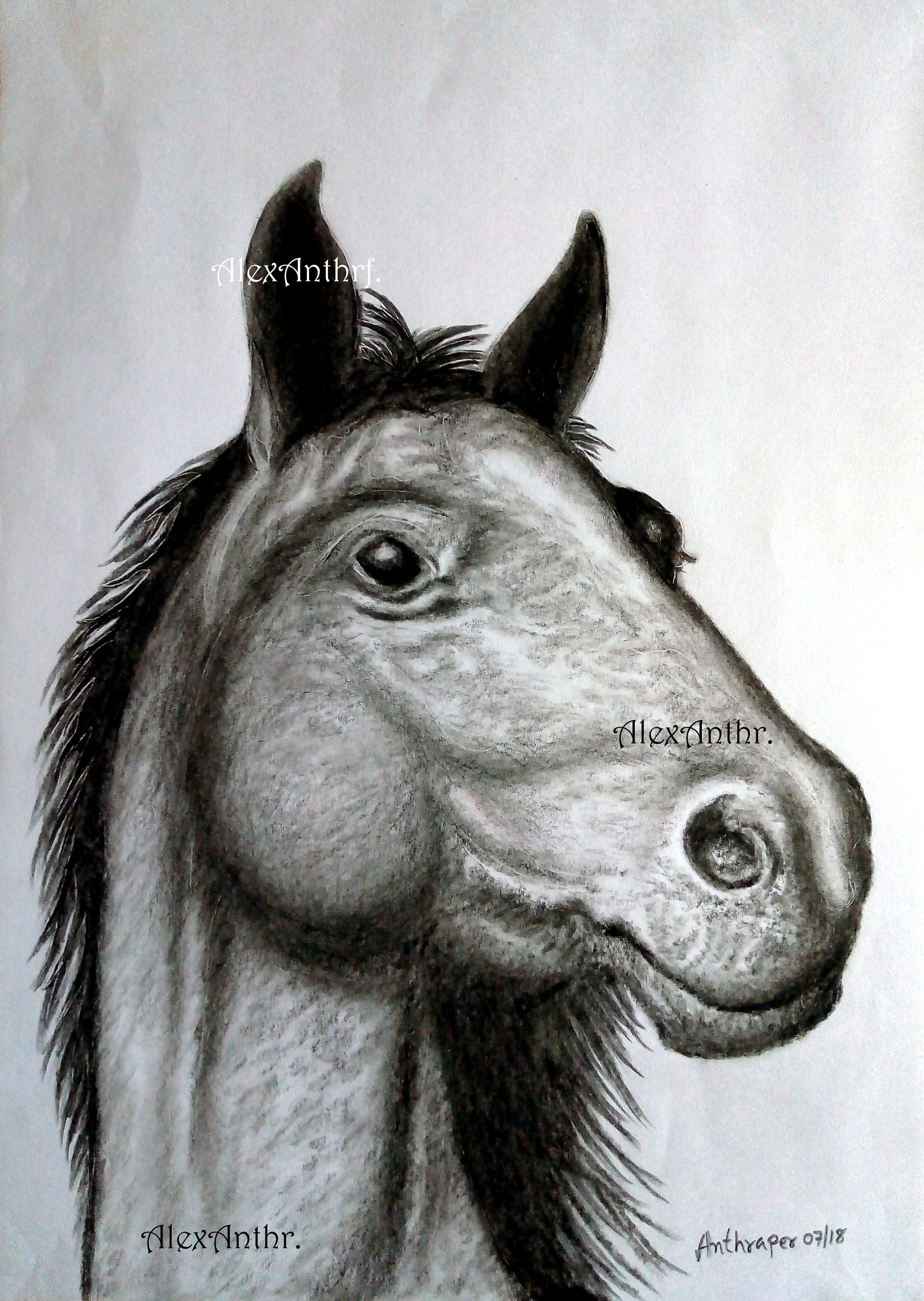 The Watchful Steed (27 x 38 cms)