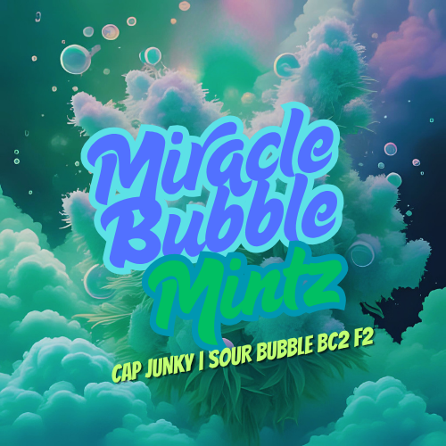 Miracle Bubble Mitz