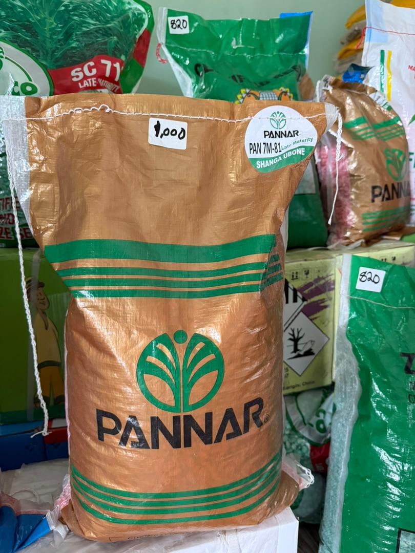 PANNAR PAN 7M-81 Maize Seed