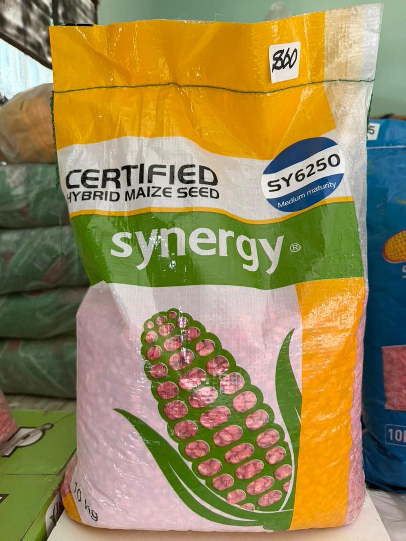 Synergy Certified Hybrid Maize Seed SY6250