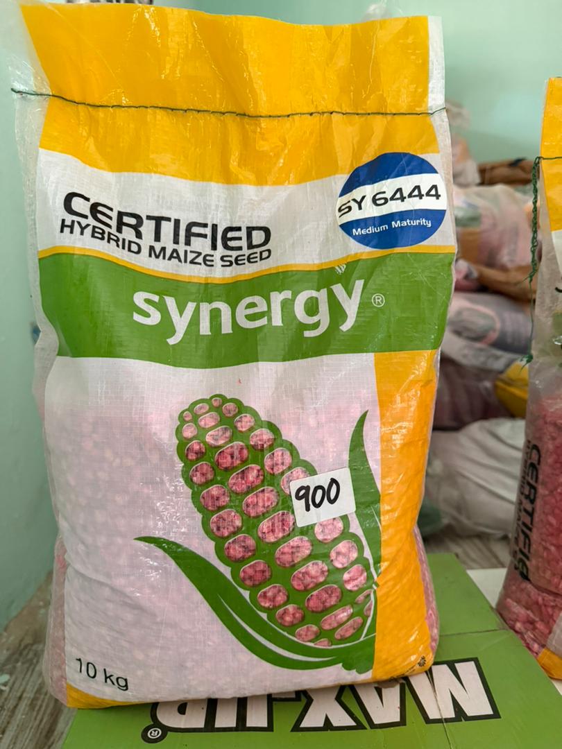 Certified Hybrid Maize Seed SY6444