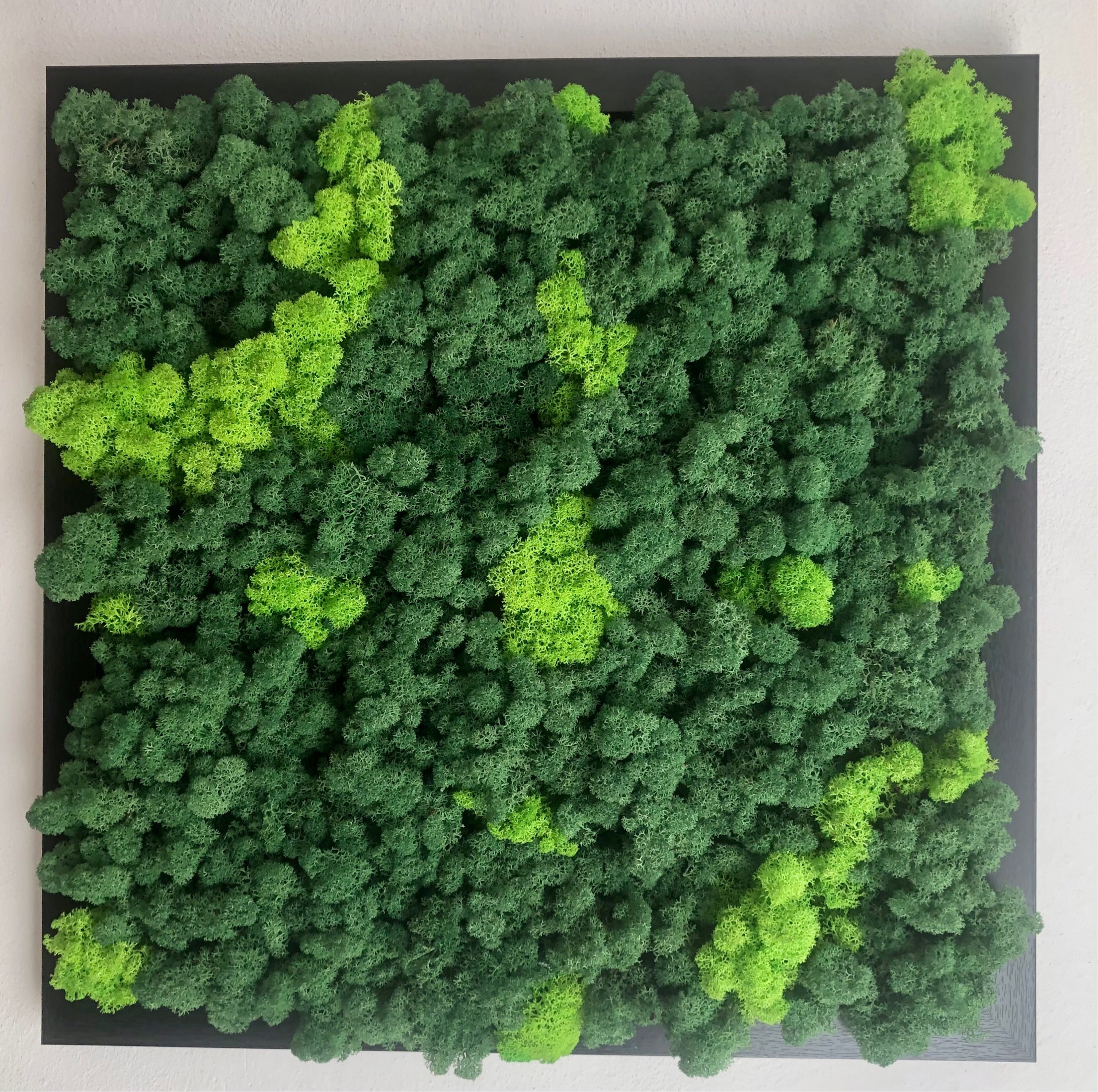 Quadro in cornice nera con armonia di licheni finlandesi