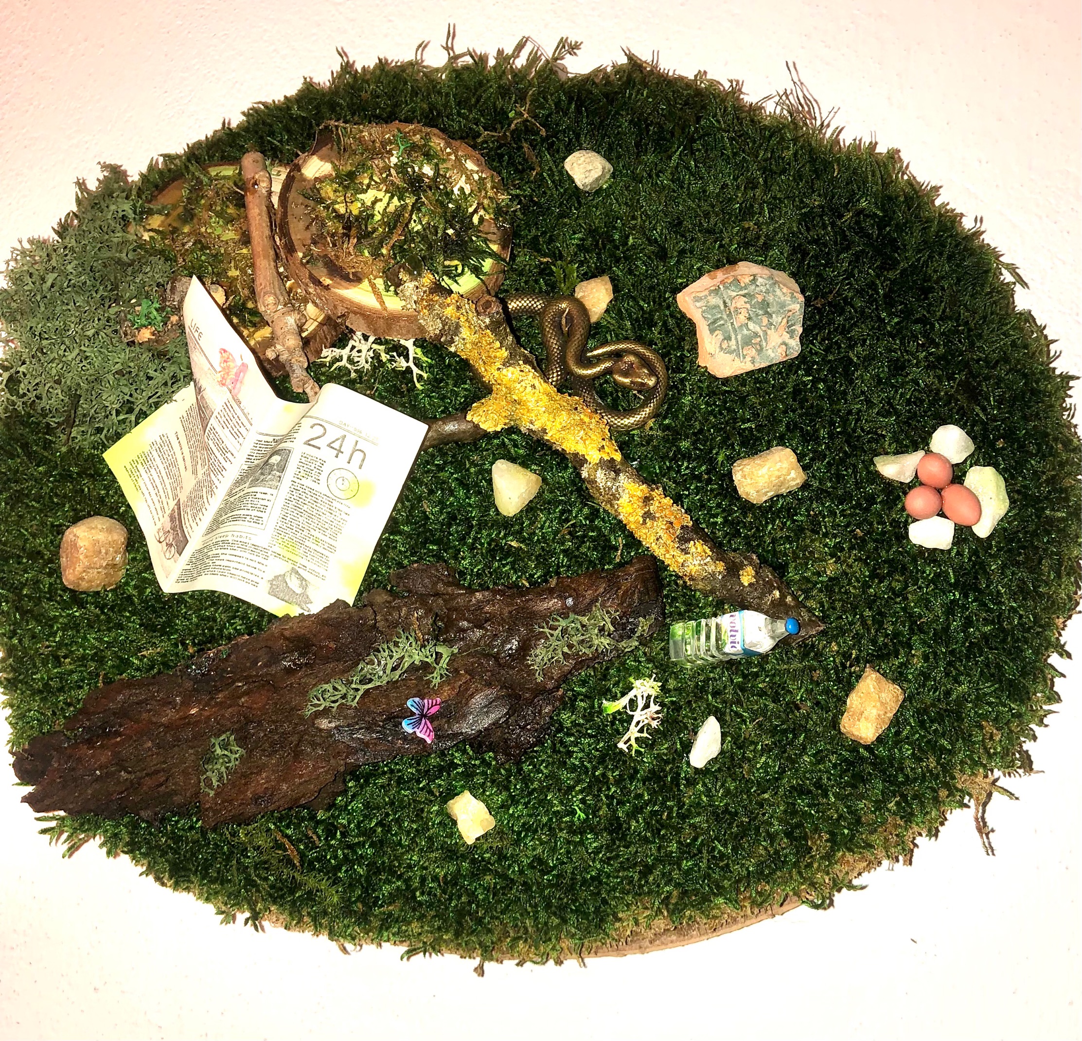 Fetta in abete e sottobosco