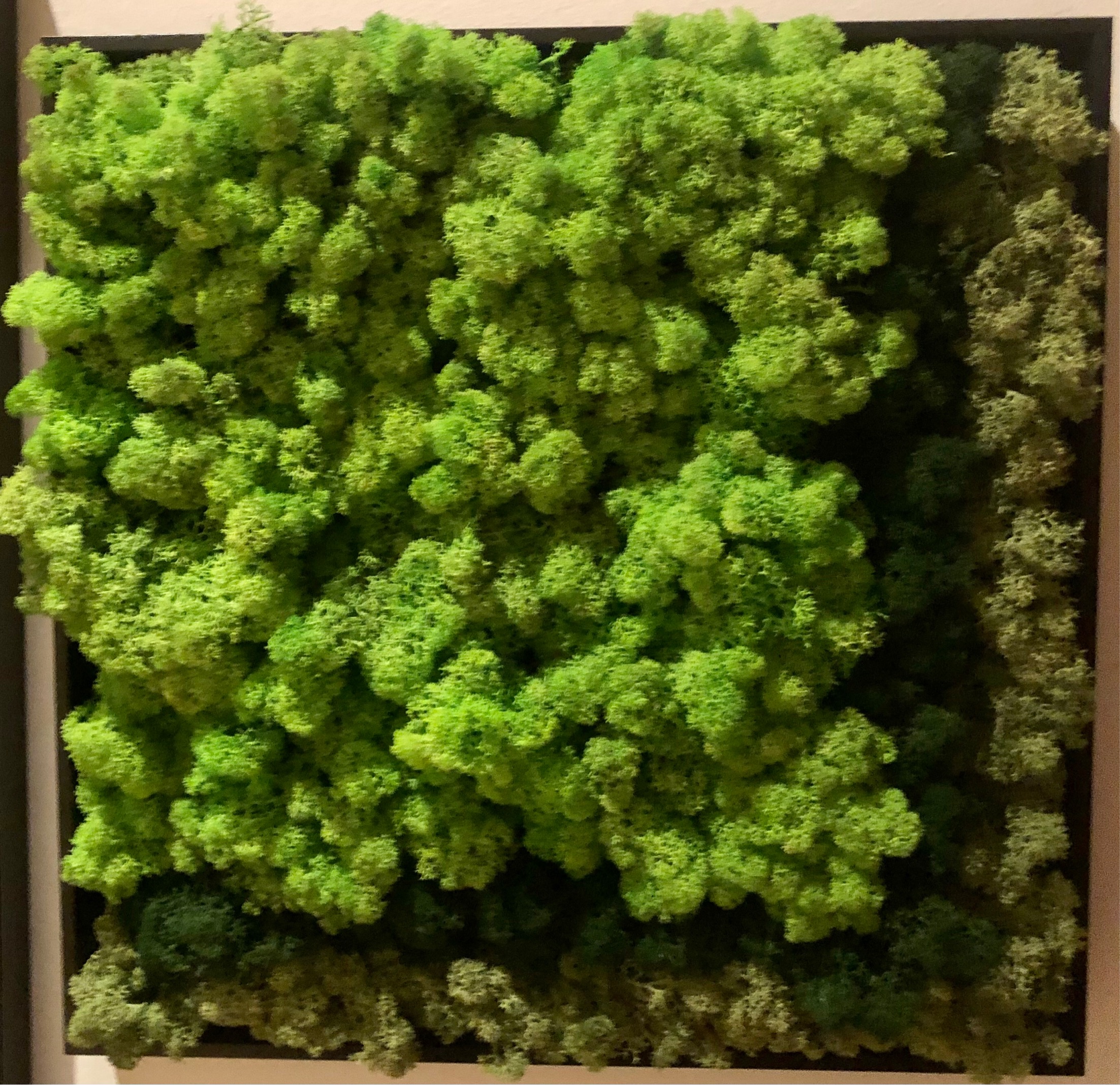 Quadro cornice nera e fantasie di colori e muschio