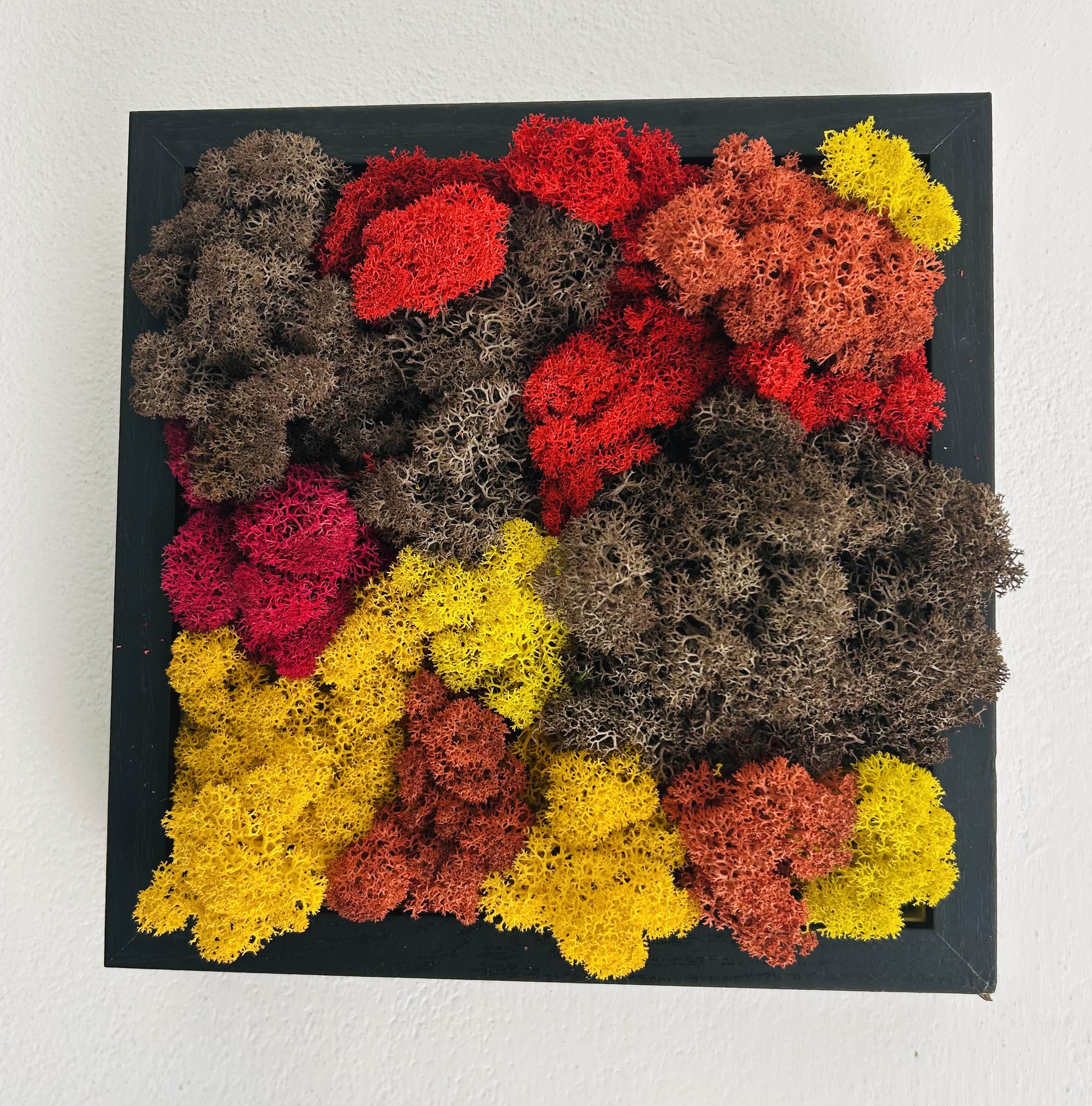 Quadro di lichene stabilizzato AUTUNNO