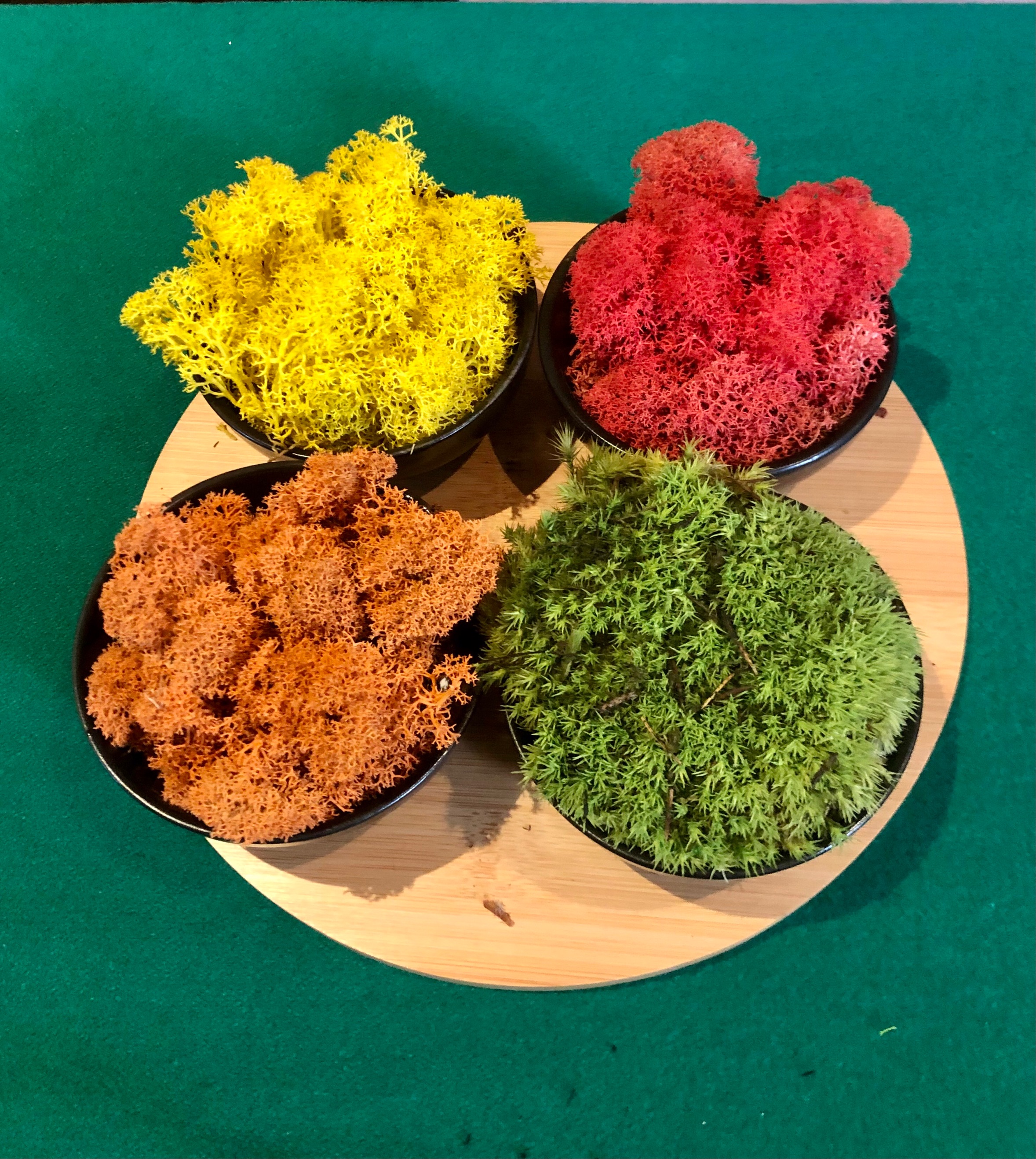 Set di coppette con muschio multicolor